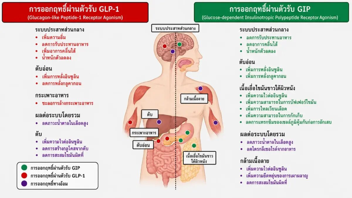 การออกฤทธิ์ของยาผ่านตัวรับ GLP-1 และ GIP